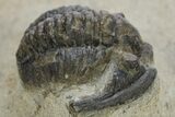 Bargain, Diademaproetus Trilobite - Foum Zguid, Morocco #310280-3